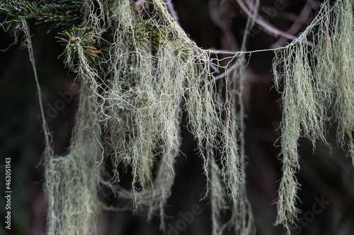Lichen hanging from the branch.