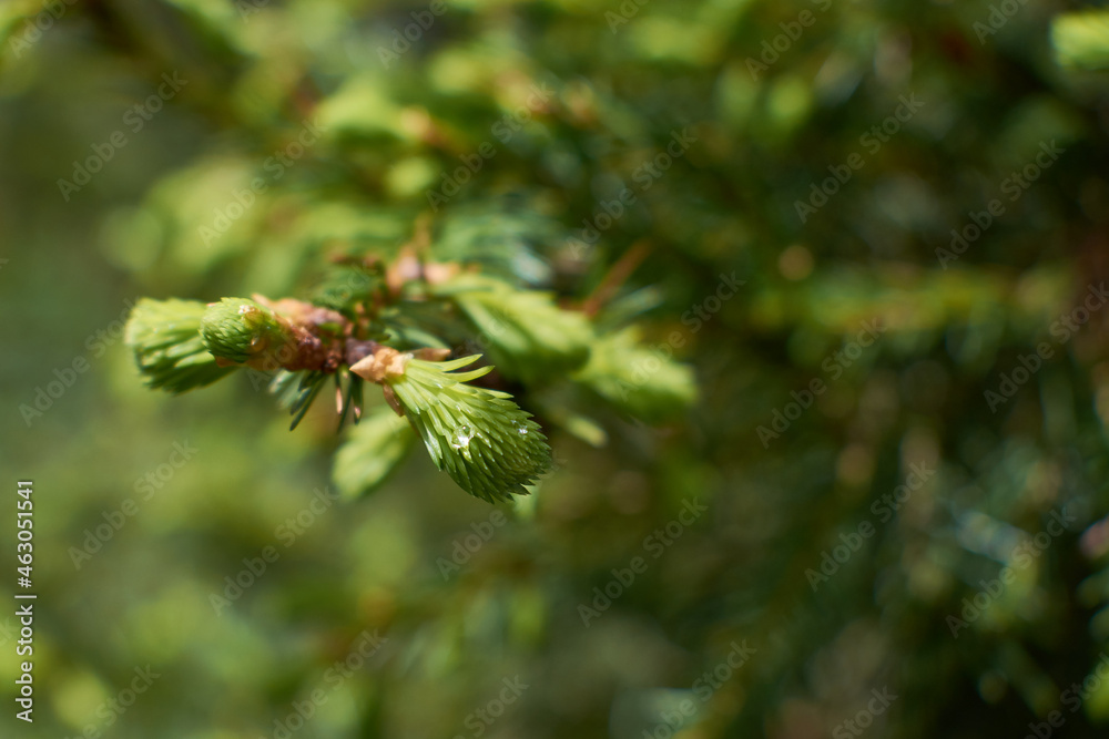 Close up of fir buds on green background with drops of water