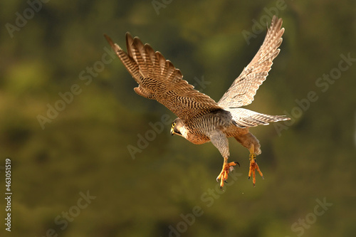 El halcon peregrino en sus territorios © Juan Pablo Fuentes S