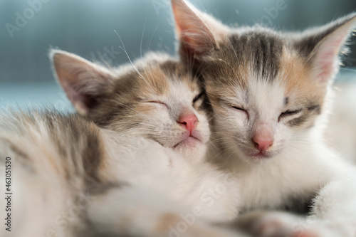 Two small striped domestic kittens sleeping at home lying on bed white blanket. Concept of cute adorable pets cats.