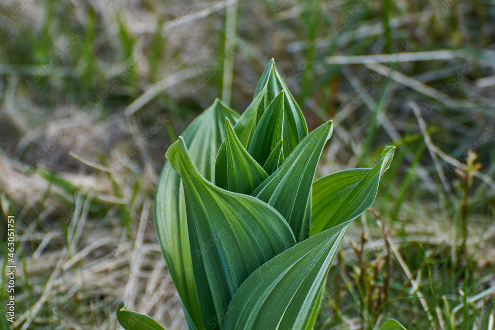 Fototapeta premium Veratrum viride green false hellebore