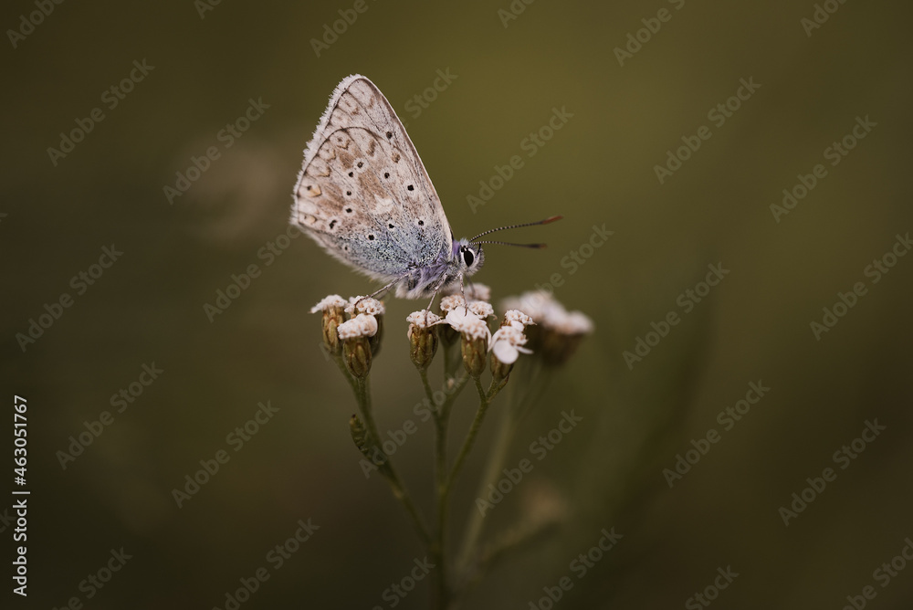 Schmetterling / Edelfalter Schmetterling / Edelfalter