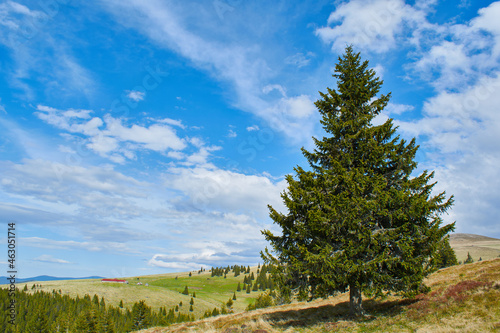 A big fir tree on background with blue cloud sky