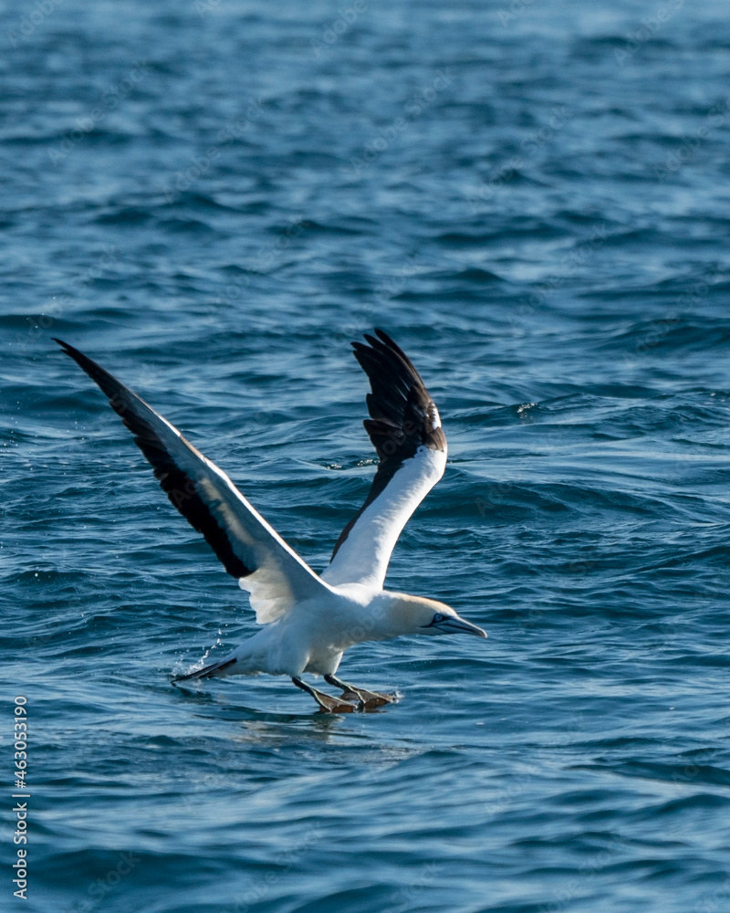 Cape gannet (Morus capensis) taking off in South Africa Cape gannet (Morus capensis) taking off in South Africa
