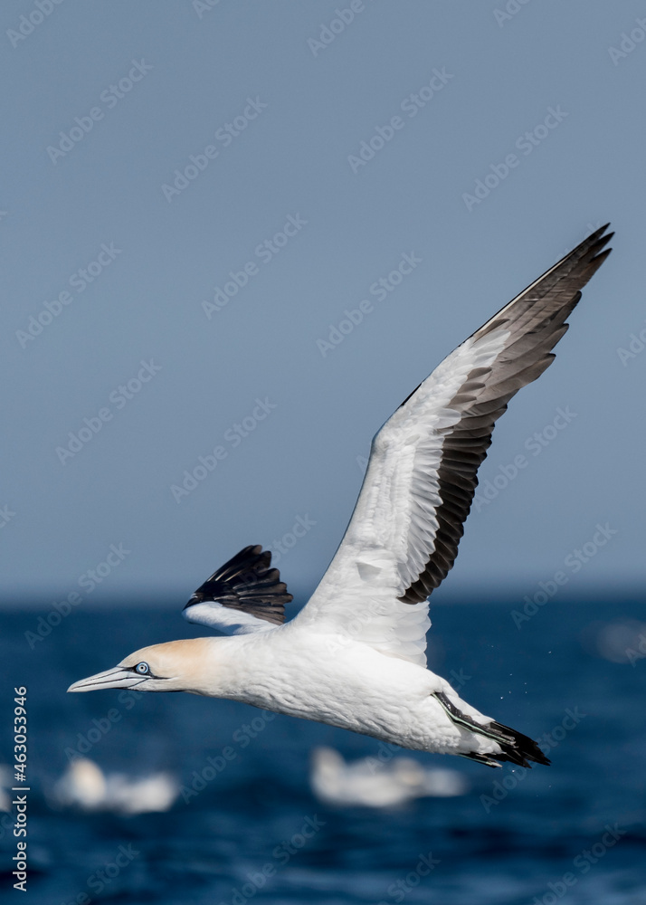 Fototapeta premium Cape gannet (Morus capensis) in flight, South Africa