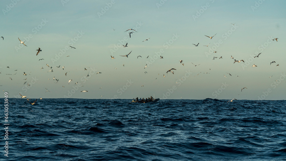 Tourist boat with tourists during South Africa sardine run, with Cape gannet (Morus capensis) circling above indicating where sardines are.