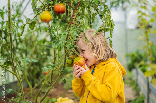 Boy and tomatoes peppers in vegetable garden. Homeschooling, natural education of children, unschooling