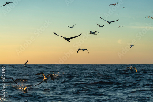 Cape gannet  Morus capensis  searching for sardines early in the morning during South Africa sardine run