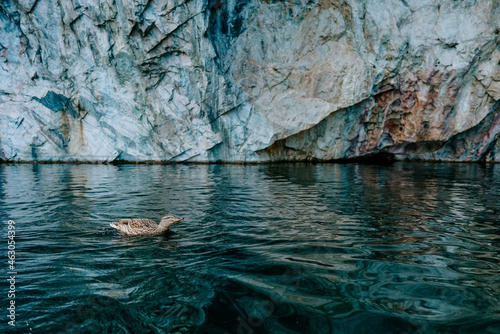 Fototapeta Naklejka Na Ścianę i Meble -  duck wildlife bird  river nature