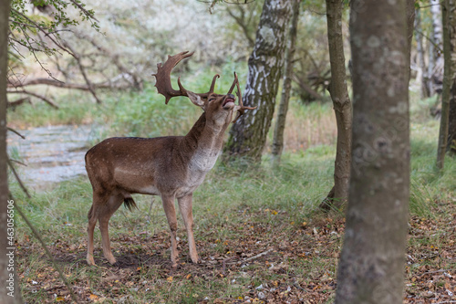 deer in the wild nature in the netherlands