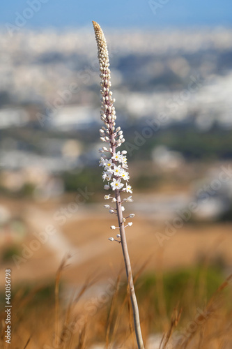 Konstfotografi FFlowering plant sea onion in the wild