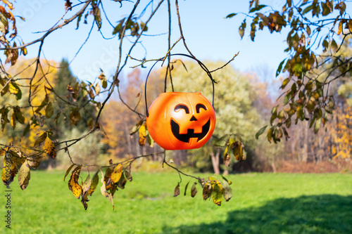 Smiling plastic Halloween pumpkin basket hanging on tree branch with autumn withered leaves on background of park with green grass and blue sky on sunny day