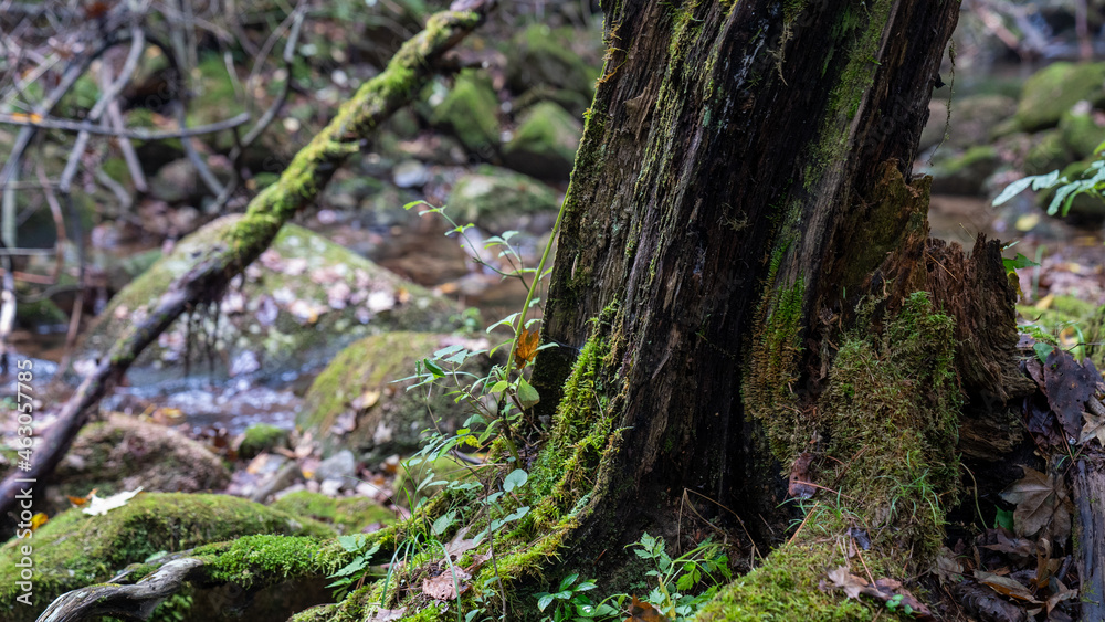 Beautiful green moss in mountains and valleys Beautiful green moss in mountains and valleys