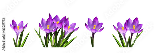 Set of purple crocus flower...