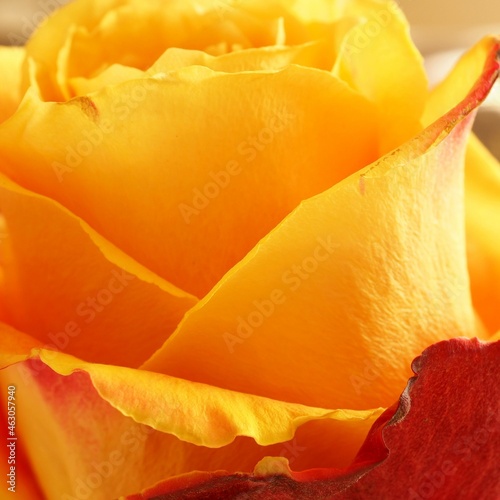 Piękna pomarańczowa róża w słońcu