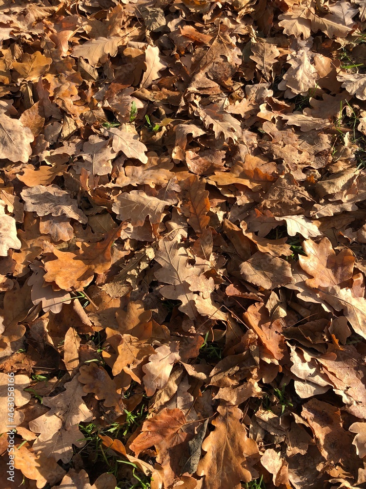 autumn leaves background