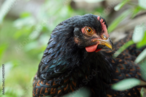 portrait of a chicken