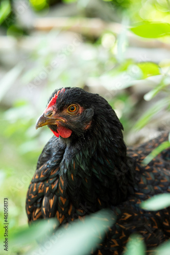 portrait of a chicken