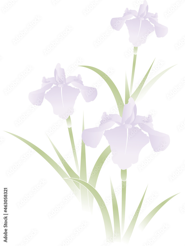 イラスト素材: 菖蒲の花 こどもの日 端午の節句 喪中 寒中 複数本 3本 