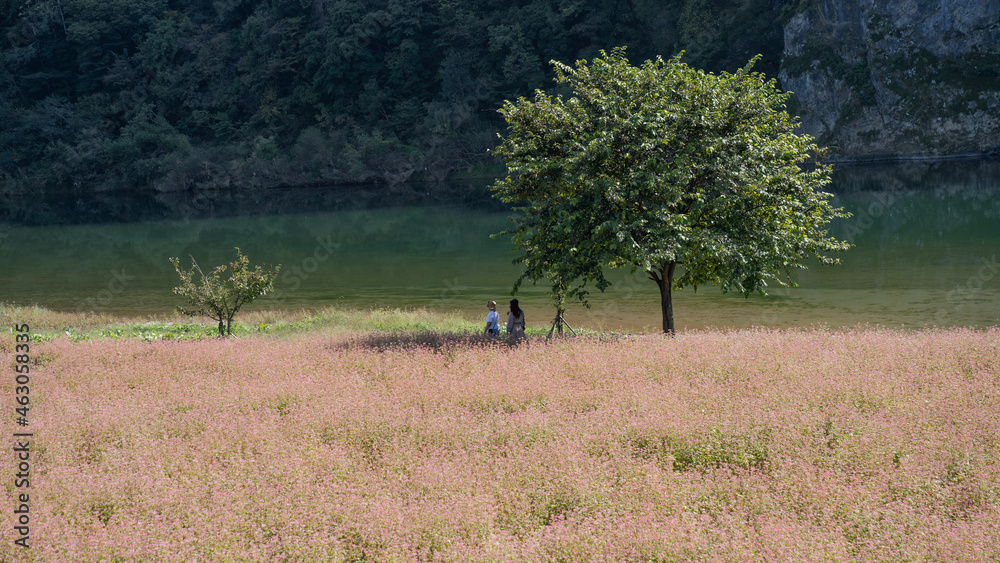 The beautiful scenery of autumn in the park The beautiful scenery of autumn in the park