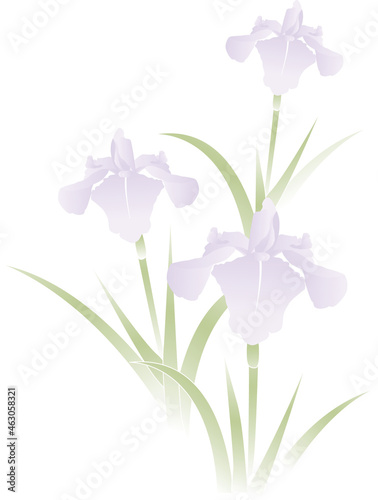 イラスト素材: 菖蒲の花　こどもの日　端午の節句　喪中　寒中　複数本　3本
