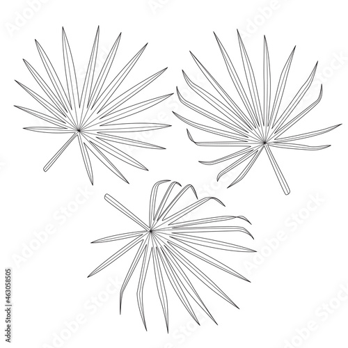 Tropical plant palm leaves set. Black line hand drawn vector isolated on white background.