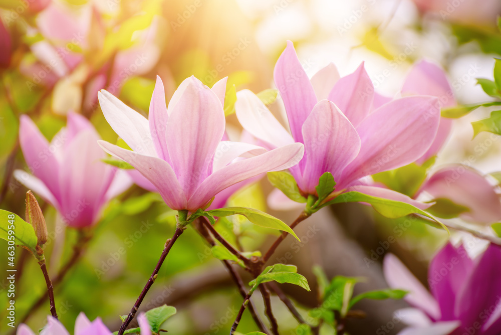 Fototapeta premium Magnolia spring flowers