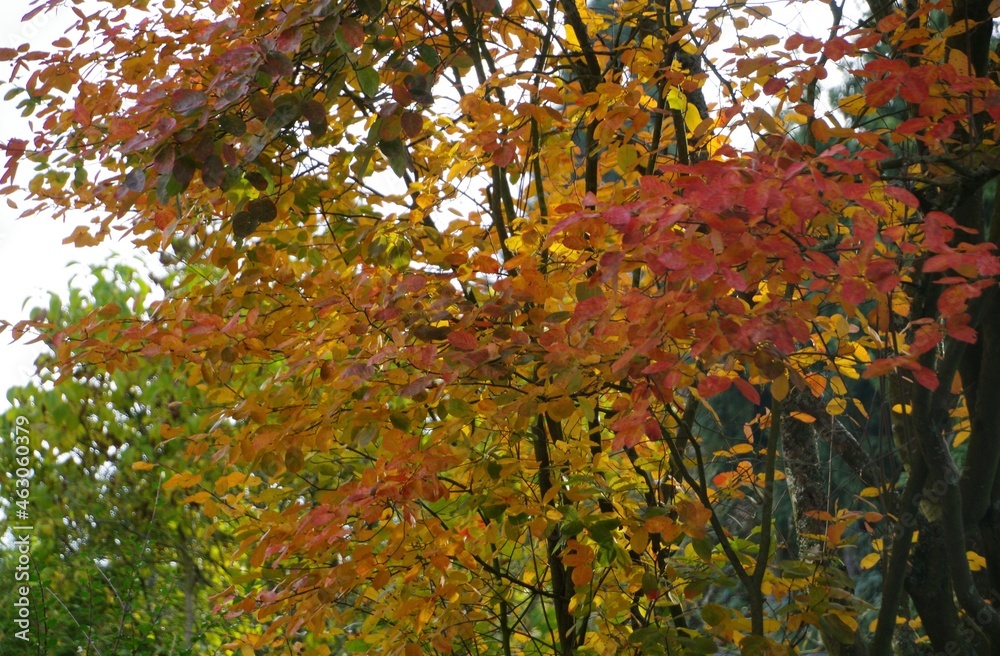 Naklejka premium Herbstliche Felsenbirne