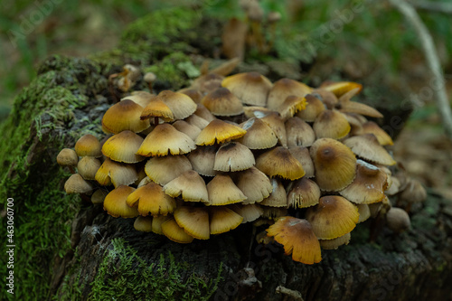 Macro of mushroom in a rotten tree bark, Coprinellus micaceus