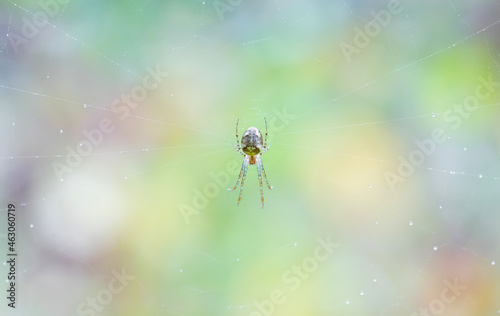 Close up macro shot of a European garden spider (cross spider, Araneus diadematus) sitting in a spider web. The spider climbs on the web.