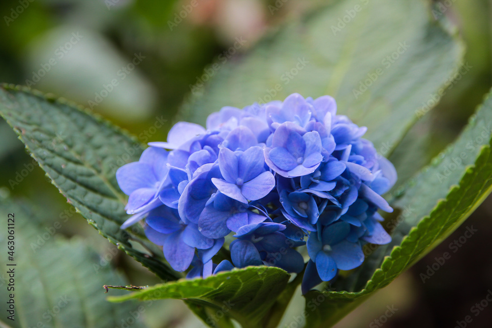 blue, lilac, violet, purple Hydrangea flower (Hydrangea macrophylla) blooming in spring and summer in a garden. Hydrangea macrophylla blue, lilac, violet, purple Hydrangea flower (Hydrangea macrophylla) blooming in spring and summer in a garden. Hydrangea macrophylla