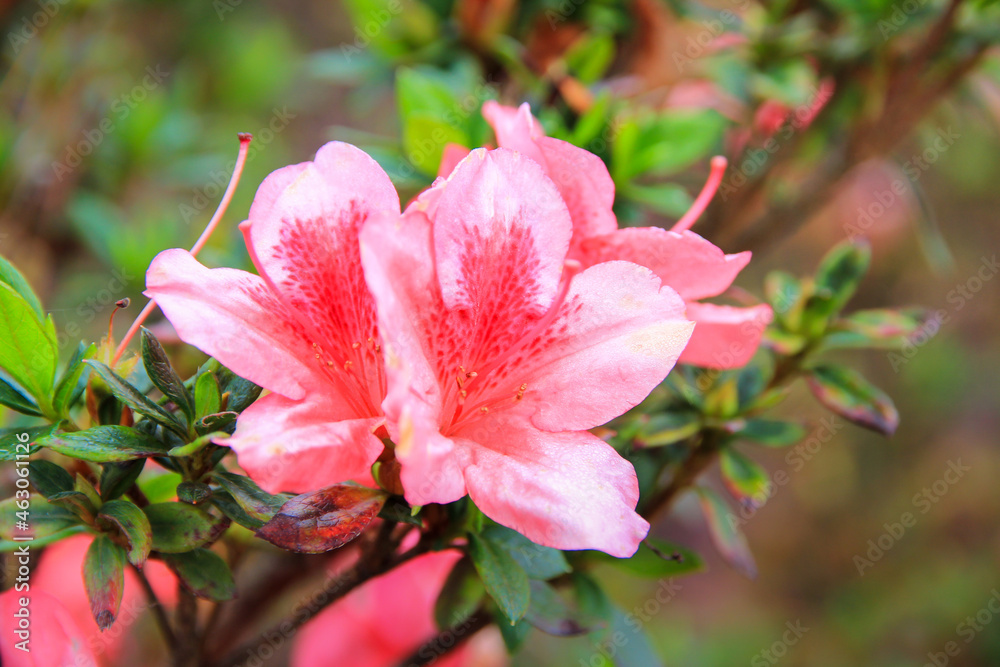 Obraz premium Pink Rhododendron blooming flowers in the garden. Pacific rhododendron or California rosebay evergreen shrub. Beautiful pink Rhododendron close up