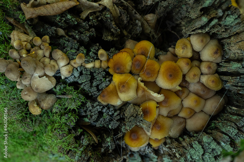 Coprinellus micaceus. Group of mushrooms or toadstools on woods in nature
