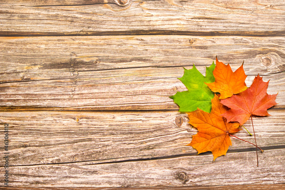 Autumn leaves of red, yellow and green maple on a wooden background. With copy space Autumn leaves of red, yellow and green maple on a wooden background. With copy space