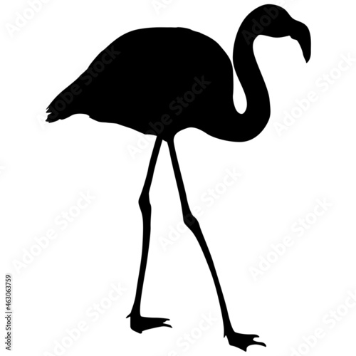 Silhouette bird flamingo on a white background