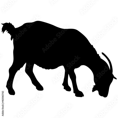 Silhouette goat animal farm on a white background