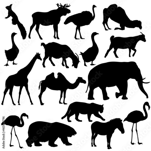 Fototapeta Naklejka Na Ścianę i Meble -  Silhouette elk, bear, goose, zebra, flamingo, elephant on a white background
