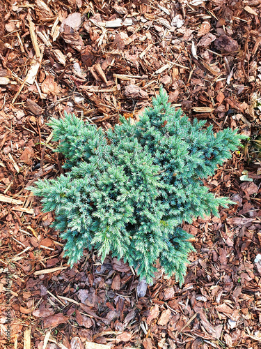 A seedling of a young plant Juniperus squamata Blue Star, in the garden, is mulched with pine bark. Coniferous seedlings.	
