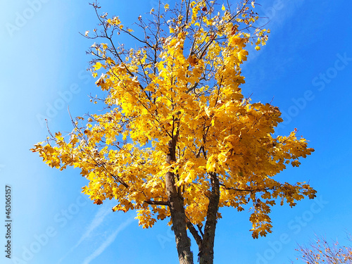 Beautiful golden maple and blue, bright sky on a sunny day. Autumn background landscape. The tree has yellow foliage in the autumn forest. Abstract scene of the beauty of nature October season.	

