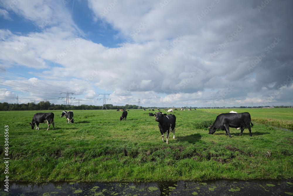 black and white cows graze in meadow in holland with blue sky black and white cows graze in meadow in holland with blue sky