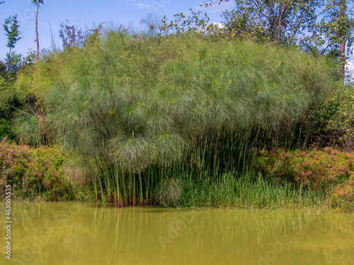 A forest of papyrus plants in a lake at sunrise, near the town of Villa de Leyva in central Colombia. photo