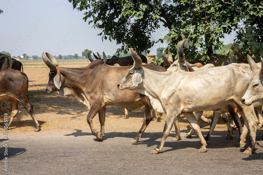 Holy cows walking freely on the roads of india Stock Photo Adobe Stock