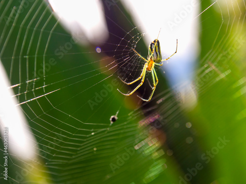 Macro photography of a venusta orchard garden spider on its web, captured in a garden near the town of Villa de Leyva in central Colombia.