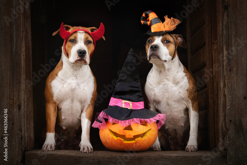 Canvas Print Two american staffordshire terrier dogs with a halloween pumpkin on dark backgro