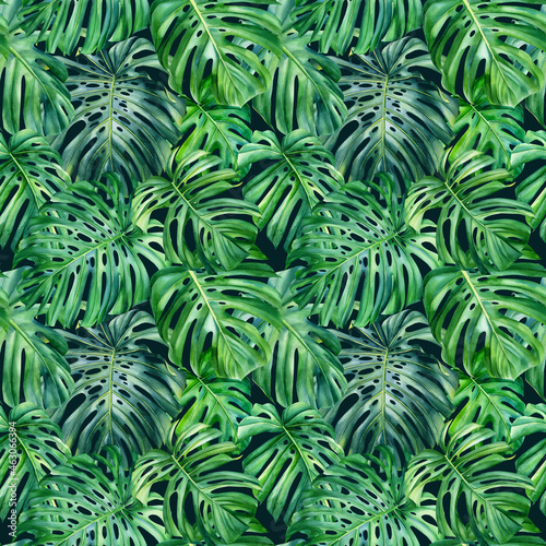 Tropical seamless pattern of monstera green leaves  watercolor illustration. forest background  digital paper