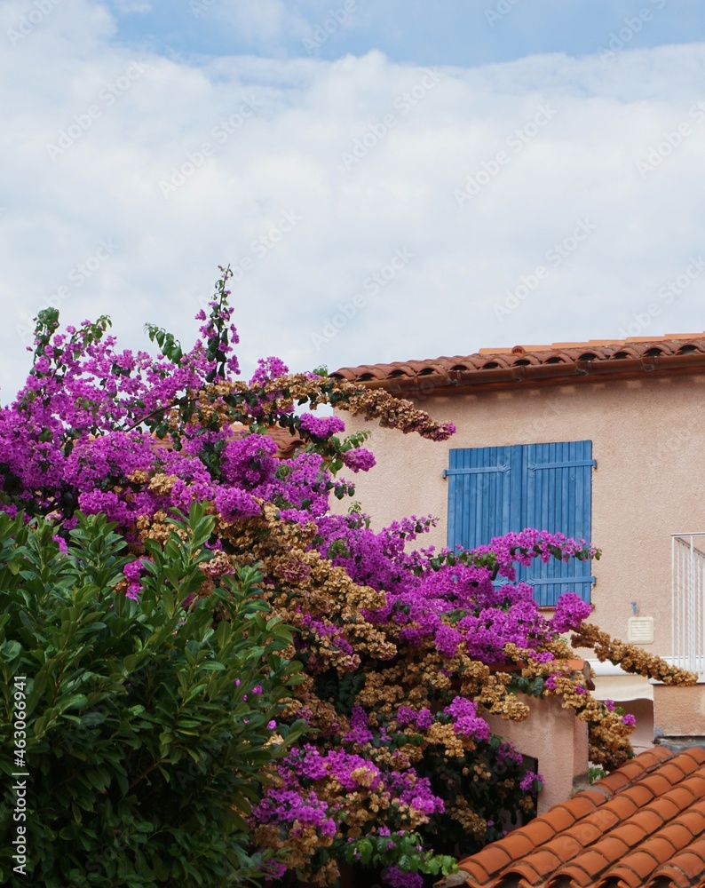 Exterior of brightly coloured house in southern France featuring terracotta roof tiles, blue wooden windown shutters and plant with purple flowers im bloom