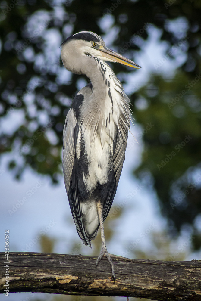 Fototapeta premium Grey heron on the branch