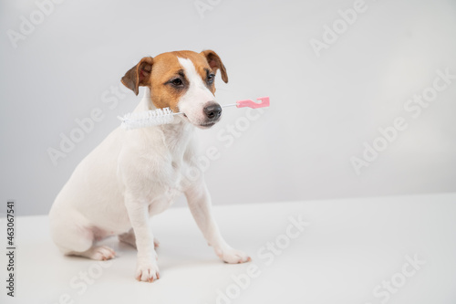 The dog holds in his mouth a brush for washing bottles on a white background. Jack russell terrier helping to clean the apartment © Михаил Решетников