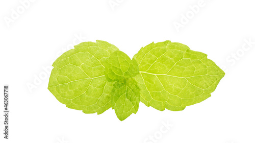 Green mint leaves on a white background.