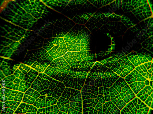 Beautiful sharp eye with blending effect with texture of leaf's vein